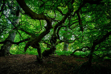 A dark, mysterious forest with tangled branches and shadowy foliage. Branches, twigs, and roots of a sylvatica beech (botanical name: Fagus sylvatica var. suentelensis) in summer.