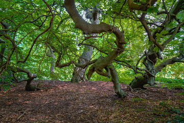 A forest landscape with tangled branches and bright foliage, creating a light-filled and mysterious atmosphere. Branches, twigs, and roots of a sylvatica beech (botanical name: Fagus sylvatica)