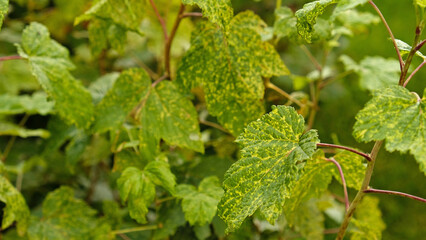 Currant leaves damaged by fungal diseases or insect pests. Green leaf showing signs of chlorosis or mosaic virus. Deficiency or excess of elements and microelements of plant nutrition, disease. 
