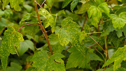 Currant leaves damaged by fungal diseases or insect pests. Green leaf showing signs of chlorosis or mosaic virus. Deficiency or excess of elements and microelements of plant nutrition, disease. 