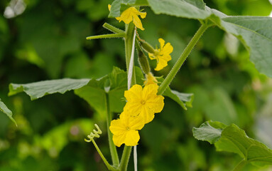 Growing organic green cucumbers in greenhouse, everyday harvest. Flowering yellow flowers of baby cucumbers, weaving, seedlings. Concept of agricultural plants, blooming, harvesting, gardening.
