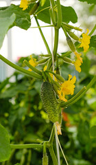 Growing organic green cucumbers in greenhouse, everyday harvest. Flowering yellow flowers of baby cucumbers, weaving, seedlings. Concept of agricultural plants, blooming, harvesting, gardening.