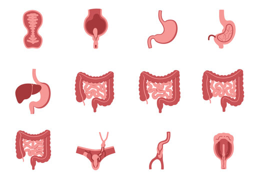 Anatomical chart showing various human organs including the stomach and intestines