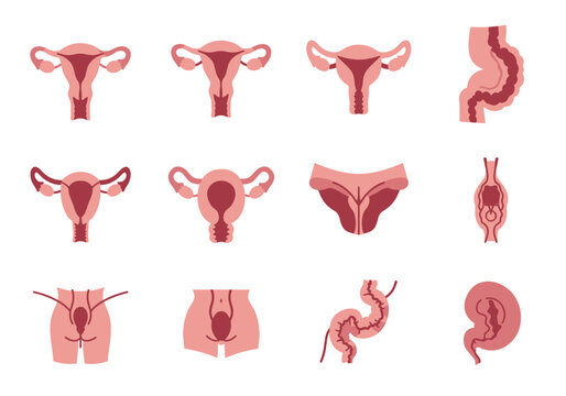 Anatomical diagrams of female reproductive systems and various human organs