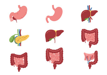 Collection of nine anatomically simple gastrointestinal system drawings in a 3x3 grid on white