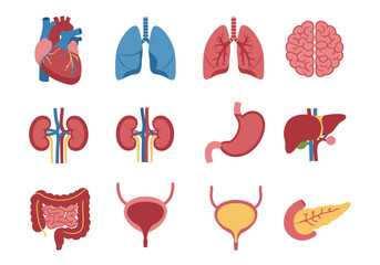 Graphic shows anatomical illustrations of human internal organs in a grid arrangement