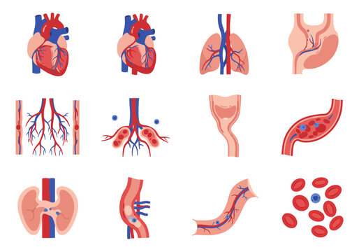 Human organs  tissues detailed anatomical depictions in a diagrammatic representation
