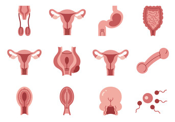 Pink anatomical drawings malefemale organs stomach intestine eggsperm