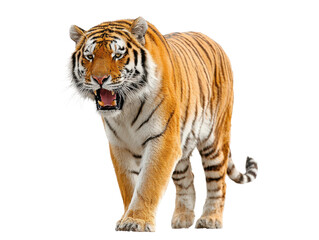 Fototapeta premium Tiger roaming in nature wild animal photography vibrant environment. Isolated on transparent background, png.