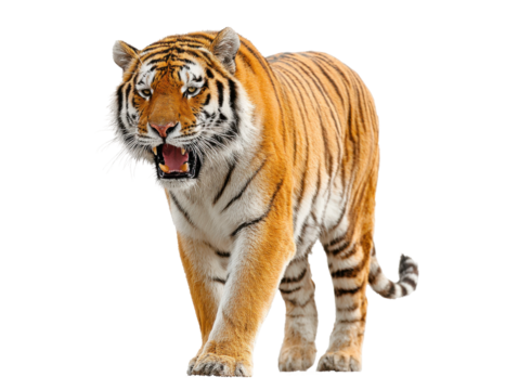 Tiger roaming in nature wild animal photography vibrant environment. Isolated on transparent background, png.