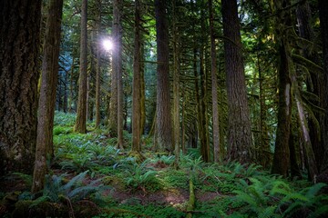 Obraz premium Sunlit Forest with Tall Trees and Lush Foliage