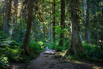Fototapeta premium Serene forest trail with lush greenery.