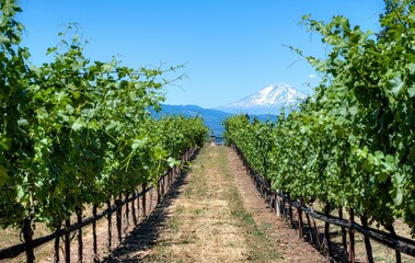 Obraz premium Vineyard with Mountain View