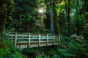 Wooden bridge in lush forest with sunlight.