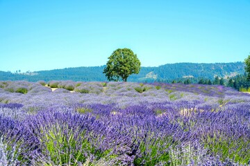 Obraz premium Lavender field under blue sky with single tree.