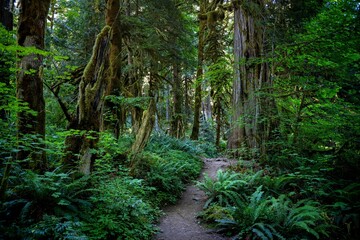 Lush forest trail with vibrant greenery.