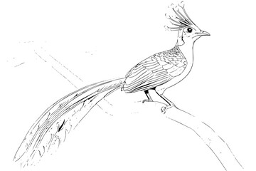 Illustration of a crested bird with long tail feathers perched on a branch in black and white line art