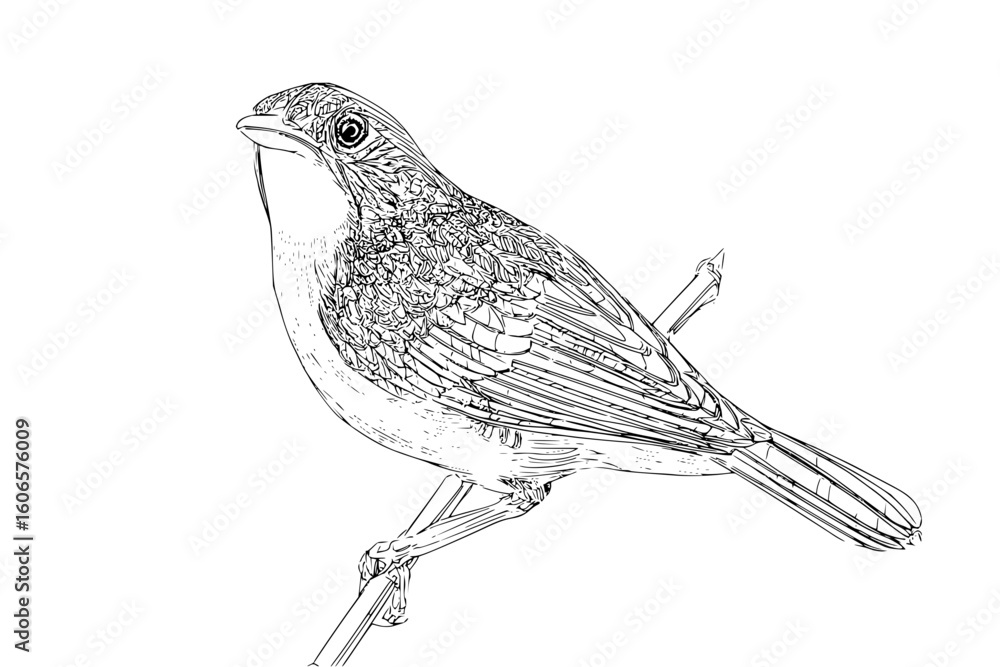 Poster detailed line drawing of a small bird perched on a branch with intricate feather details and texture