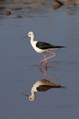 The black-winged stilt is a widely distributed very long-legged wader in the avocet and stilt family 