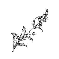 Spring flowers, leaves, silhouette black and white sketch. Vector illustration. Field and meadow flowers, isolated on white background. For invitations, cards for wedding, Valentine's Day and birthday