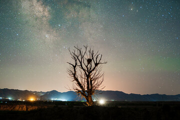 A dead tree under the Milky Way