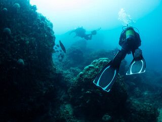 divers diving next to seabed rocks covered in marine life, concept of scuba diving and underwater adventure