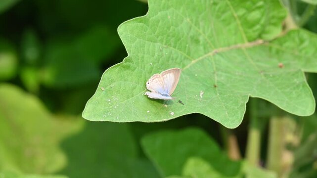 Catochrysops strabo butterfly sitting on the green leaf. The&nbsp;forget me not is a small butterfly found in Asia that belongs to the&nbsp;lycaenidae aur blues&nbsp;family.