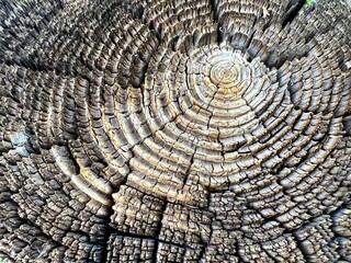 Tree Trunk Cross-Section with Growth Rings and Cracks in Natural Light