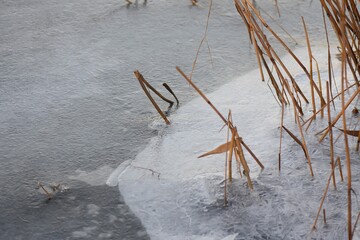 reeds in ice on the river