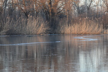 reeds in frozen lake 