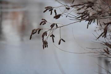 Dry branches of acacia tree in winter on a background of frozen lake waters