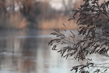 Dry branches of acacia tree in winter on a background of frozen lake waters