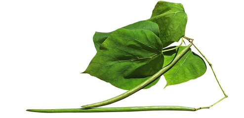 Isolated long green catalpa pods with green leaves.