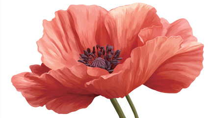 Close-up illustration of a single coral-colored poppy flower against a white background. The image showcases the flower's delicate petals, prominent stamen, and pistil in detail. 