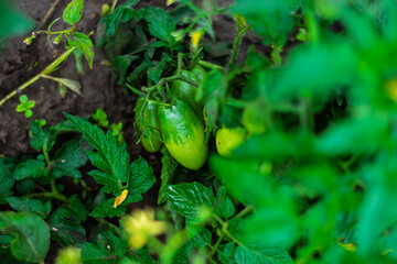 Unripe green tomatoes growing on bush in vegetable garden