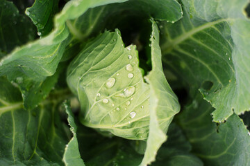 Fresh green cabbage head with water drops in garden close-up