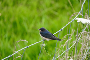 Barn Swallow on Fence in Countryside