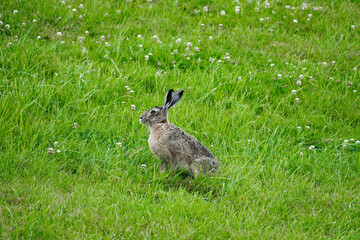 Field Hare in Green Meadow