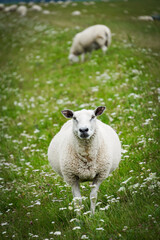 Fototapeta premium Sheep Grazing on Dike near Neuharlingersiel