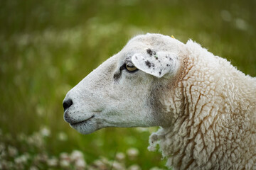 Sheep Grazing on Dike near Neuharlingersiel