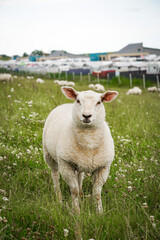 Sheep Grazing on Dike near Neuharlingersiel