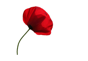 a red poppy isolated on white background