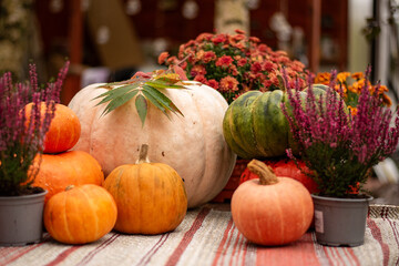 Seasonal Autumn Composition with Pumpkins