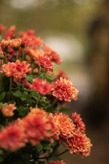 Bouquet of orange chrysanthemums in autumn color