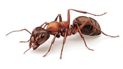 A detailed close-up photograph of a single red ant against a pure white background. The ant is sharply focused, showcasing intricate details of its body, including its segmented body, six legs,