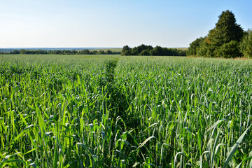 Obraz premium Vibrant green wheat field under a clear blue sky with a forest in sunset