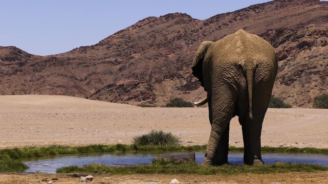 Slow-motion shot of a bull elephant spraying himself with water from a natural spring in the Namib Desert. The impressive male flings water against his belly. Sand and rocky hills in background.
