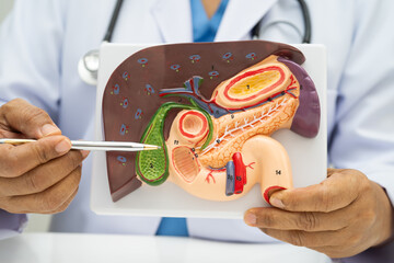 Liver with gallbladder, pancreas spleen and duodenum, Asian doctor holding human anatomy model for...