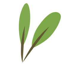 green leaves isolated on white background