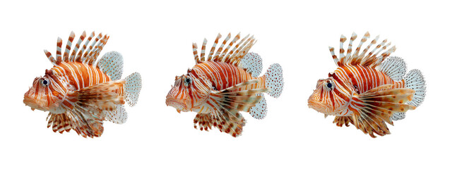 Fototapeta premium Isolated Lionfish Set on Transparent Background for Stock Image Use